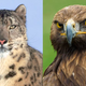 Illustration for article titled ‘Planet Earth II’ Finale Finally Resolves Will-They/Won’t-They Storyline Between Snow Leopard, Golden Eagle